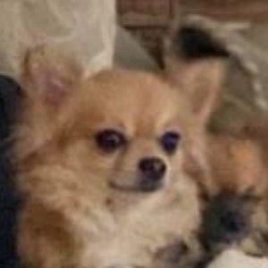 Meet your Posher, Mackenzie